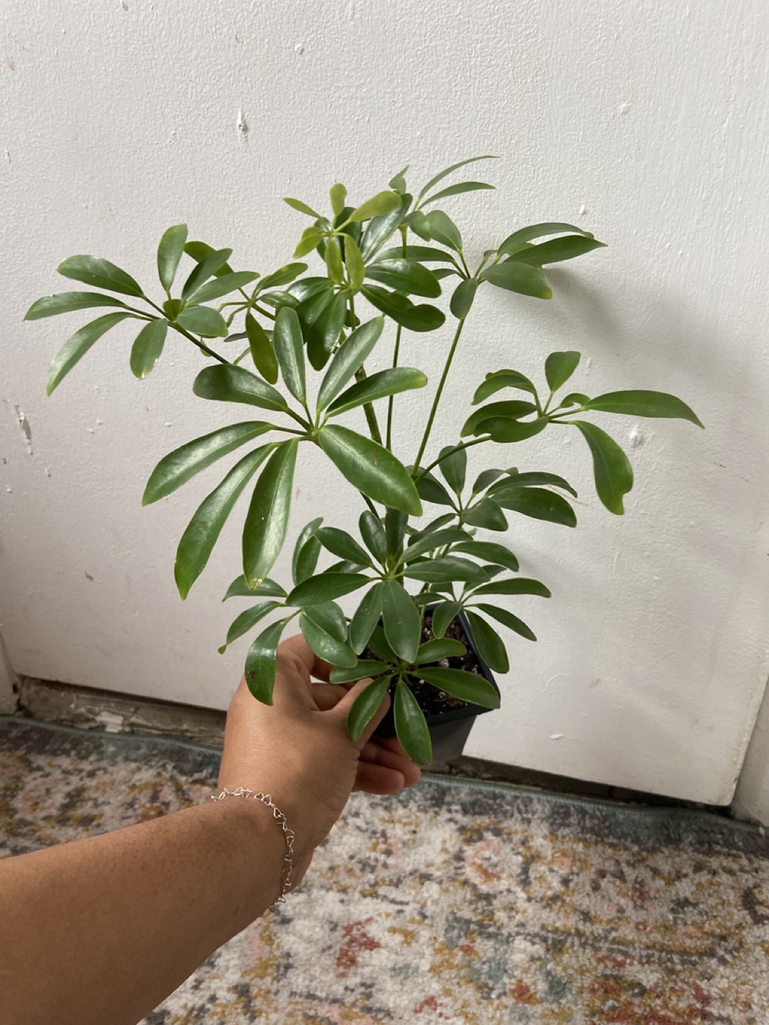 Umbrella Plant Read Description 🪴