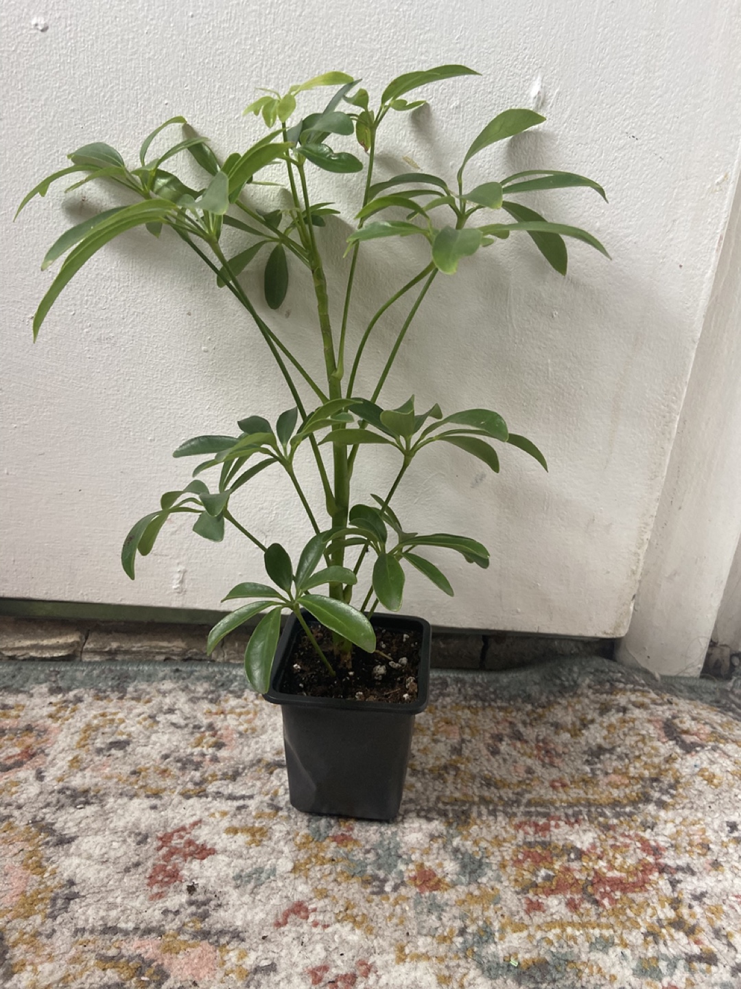 Umbrella Plant Read Description 🪴 - photo 2