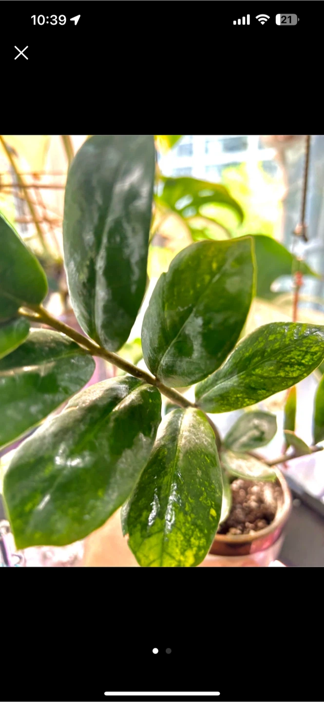 Zz aurea - photo 2