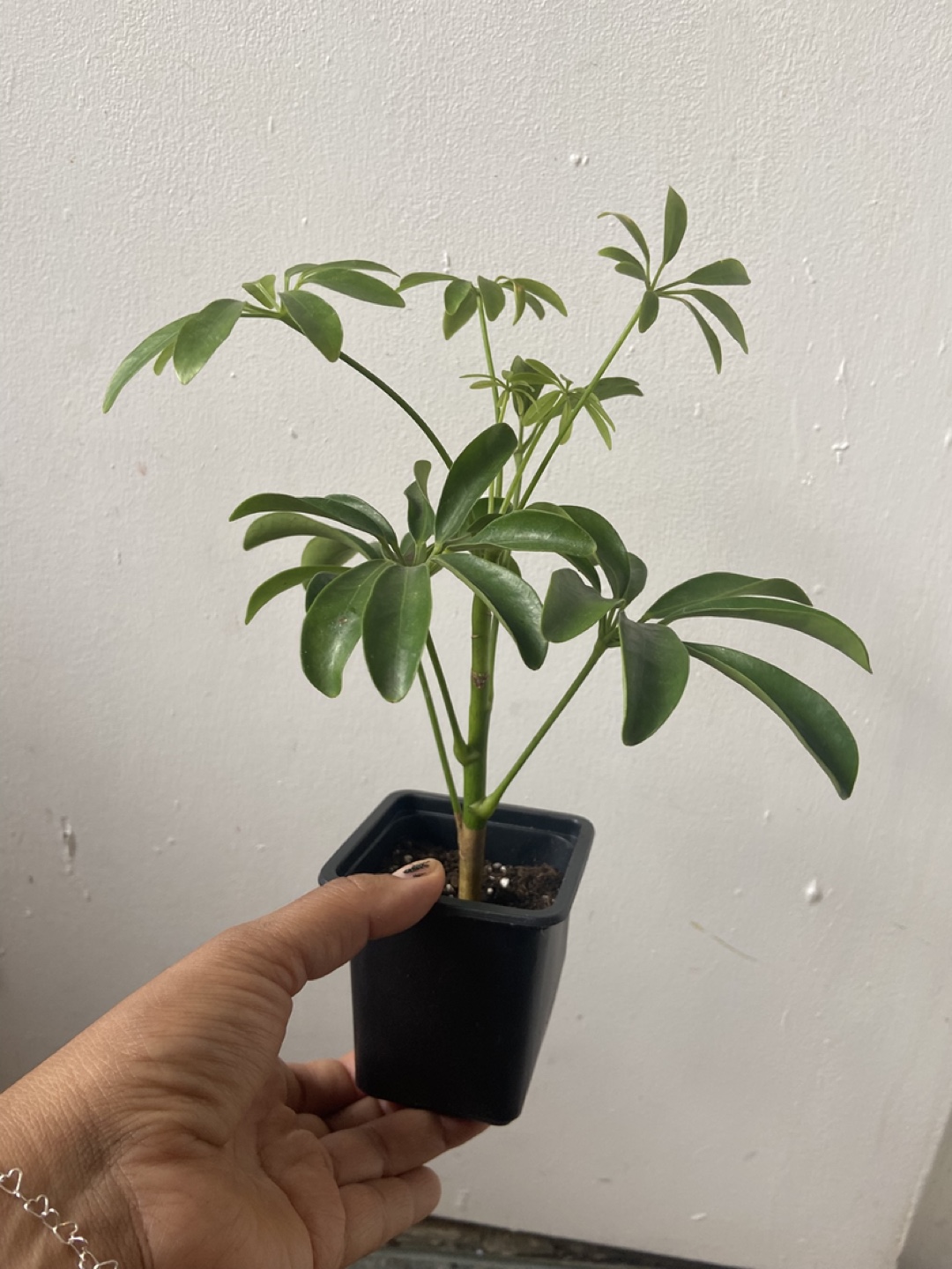 Umbrella Plant Read Description 🪴 - photo 2