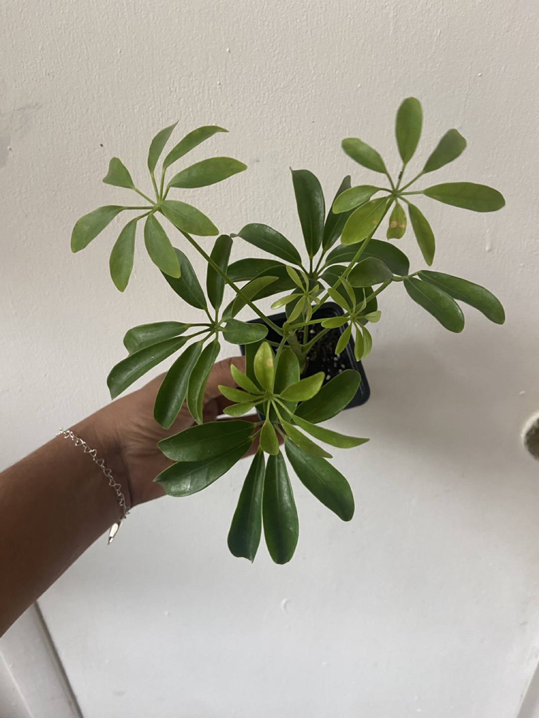 Umbrella Plant Read Description 🪴