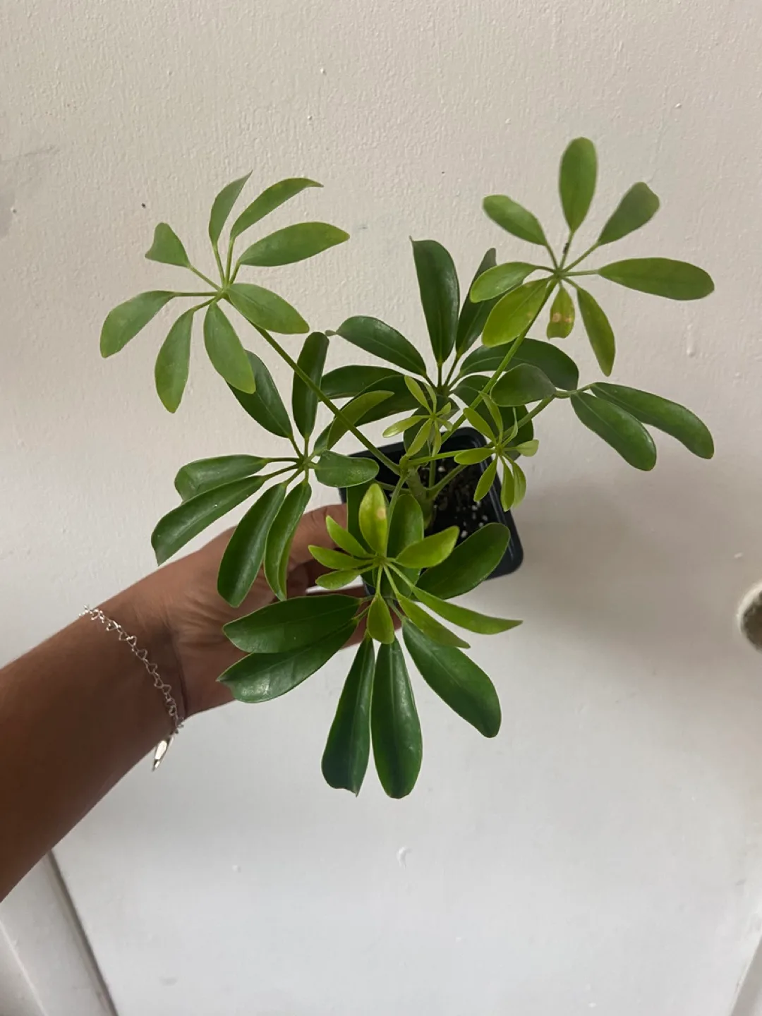 Umbrella Plant Read Description 🪴 thumbnail