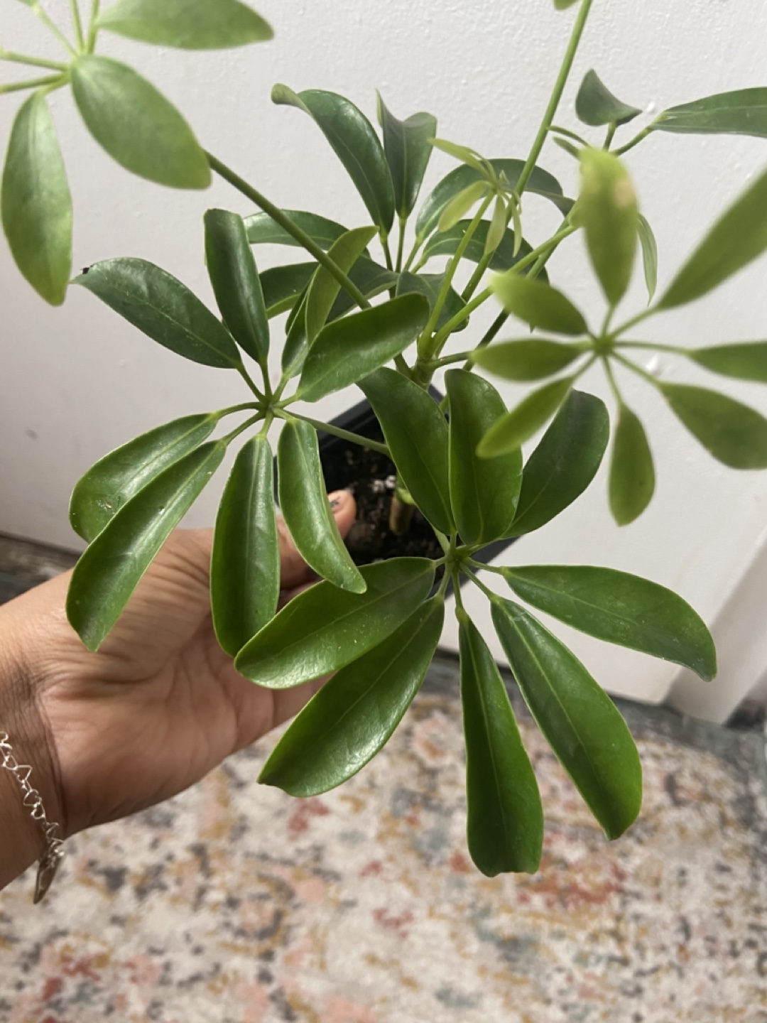 Umbrella Plant Read Description 🪴 - photo 3