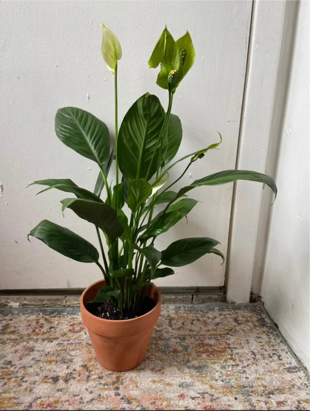 Peace Lily With terracota pot Read Description 🪴 thumbnail