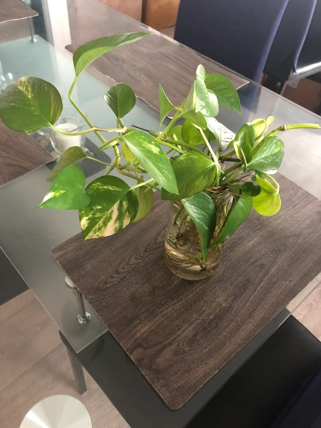 Pothos Plant in Glass Vase thumbnail