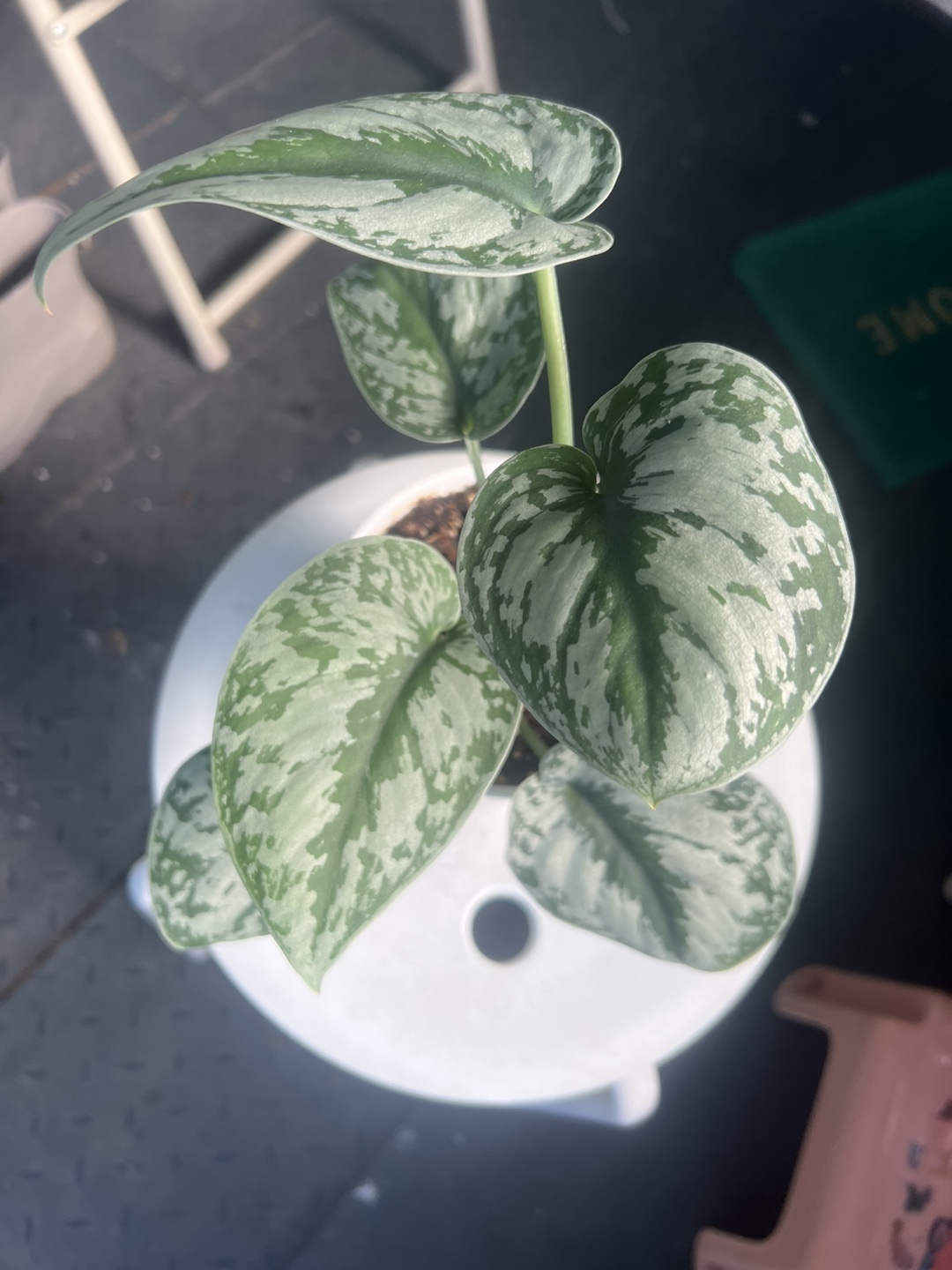 Scindapsus Exotica in White Pot - photo 4