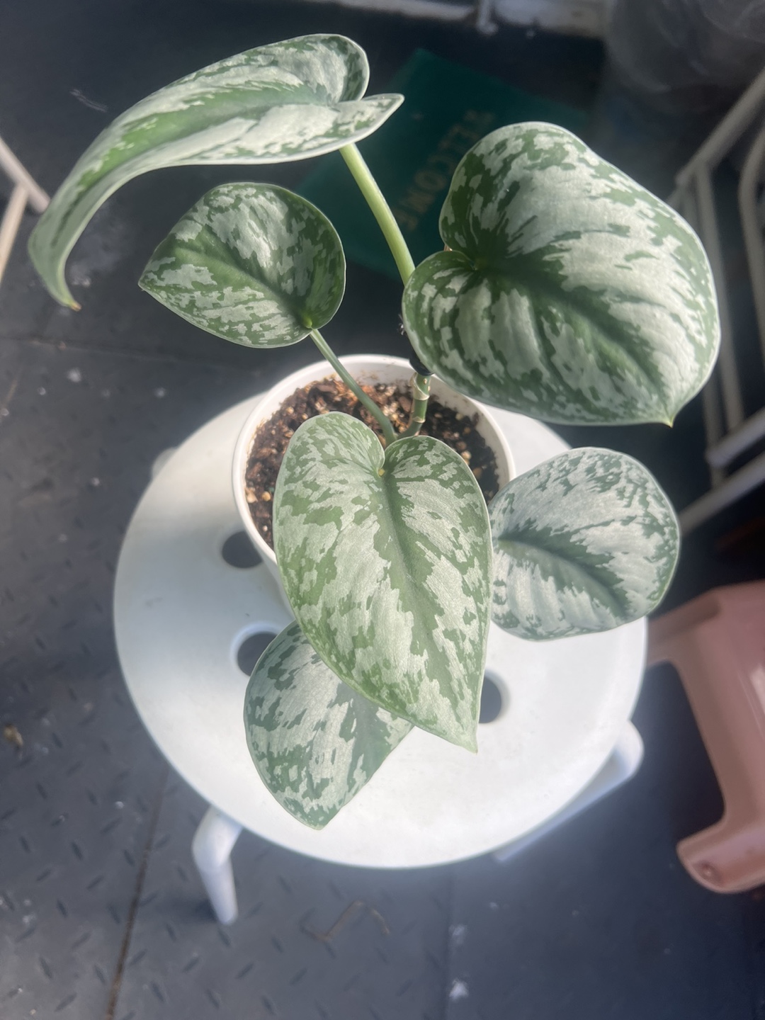 Scindapsus Exotica in White Pot - photo 2