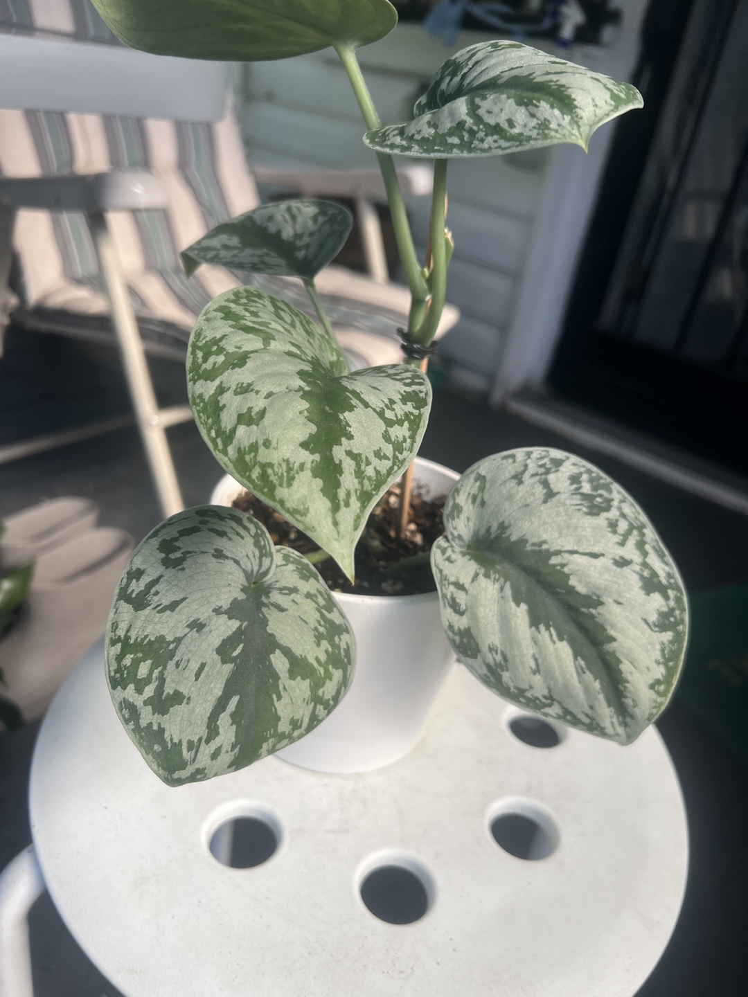 Scindapsus Exotica in White Pot - photo 3