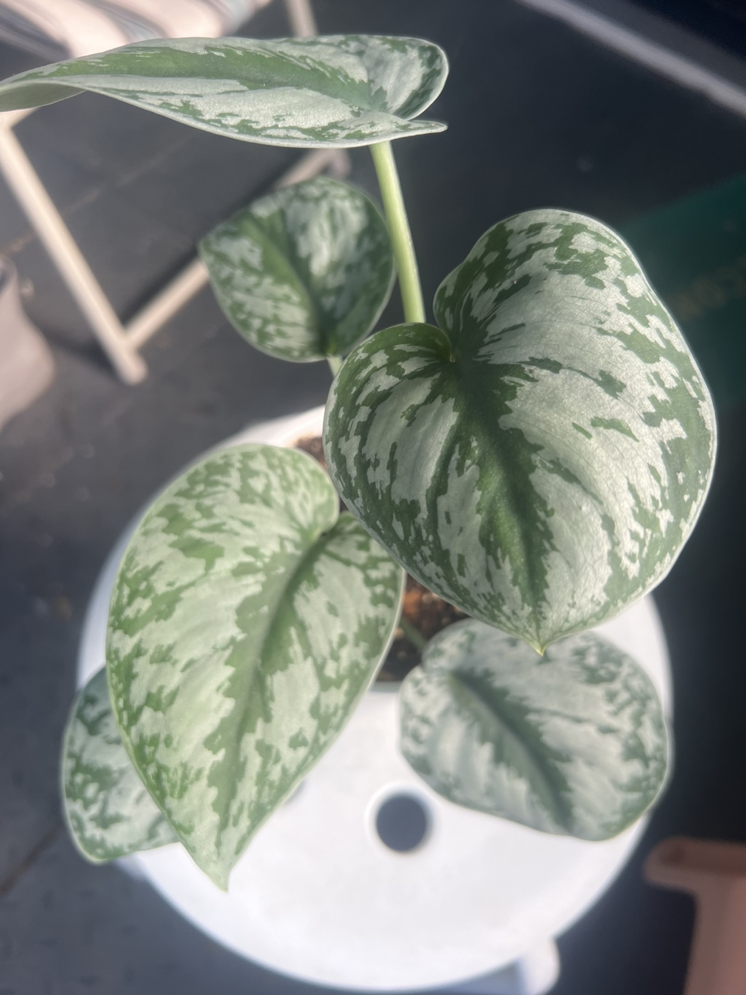 Scindapsus Exotica in White Pot