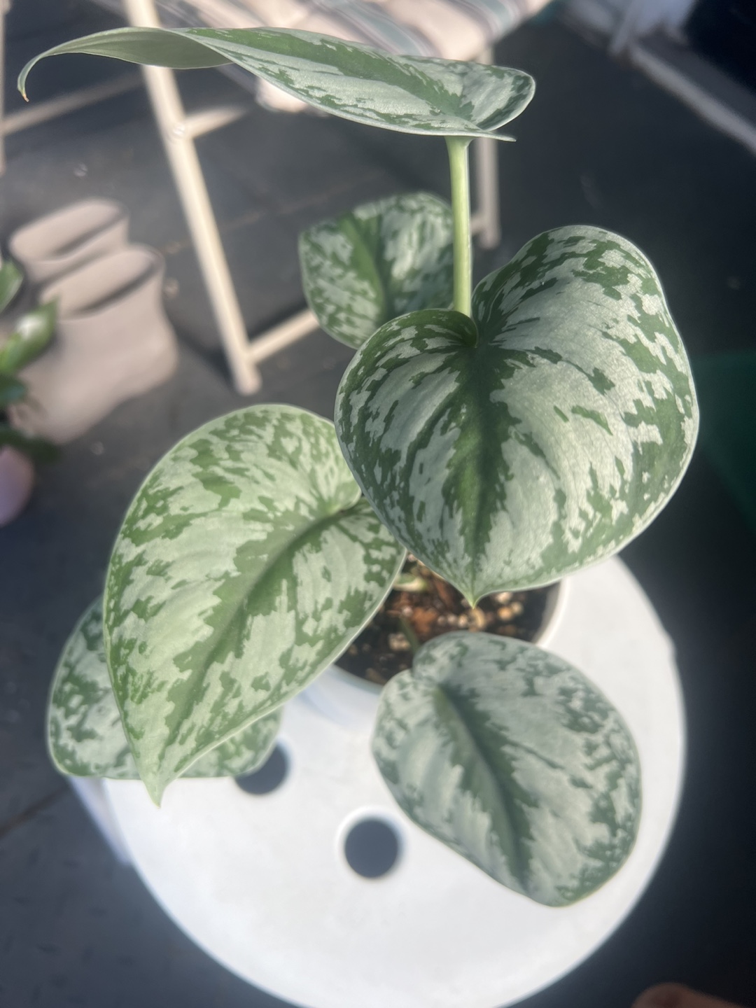 Scindapsus Exotica in White Pot - photo 5