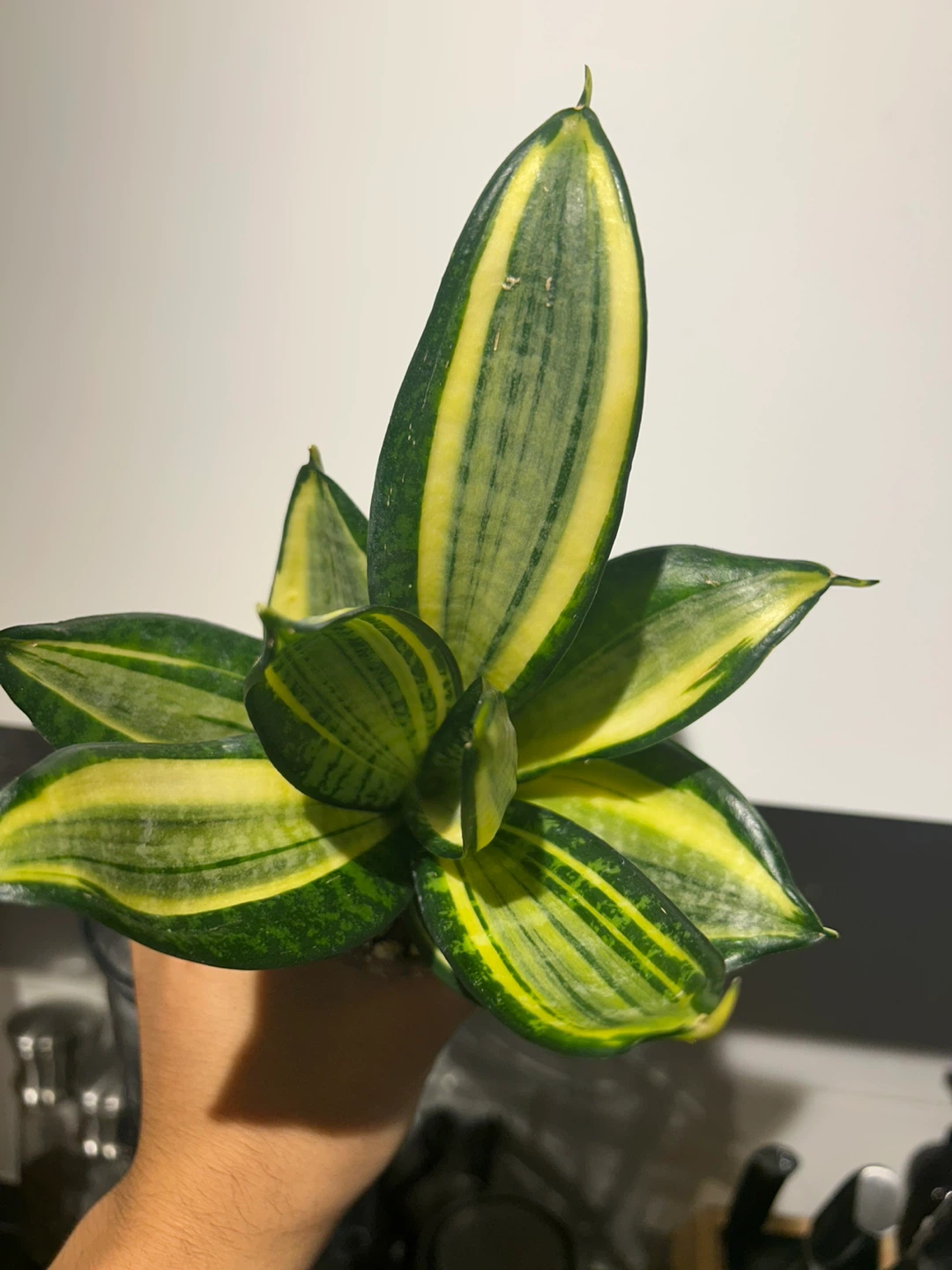 Rare Sansevieria Hahnii Lucille Polan