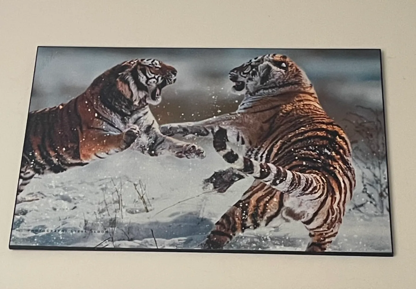 Tiger Photography by Steve Bloom thumbnail