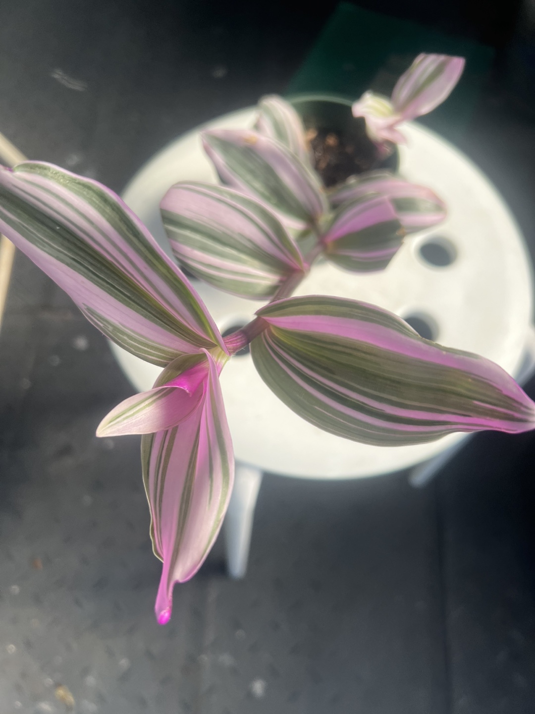 Tradescantia Nanouk Plant