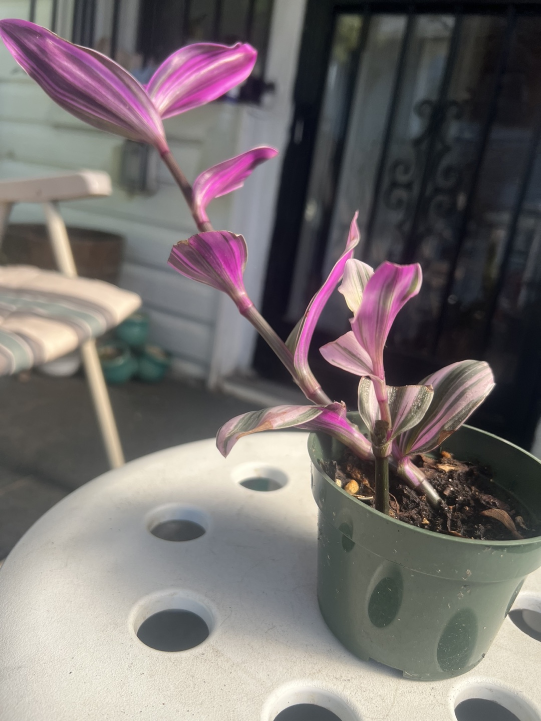 Tradescantia Nanouk Plant - photo 5