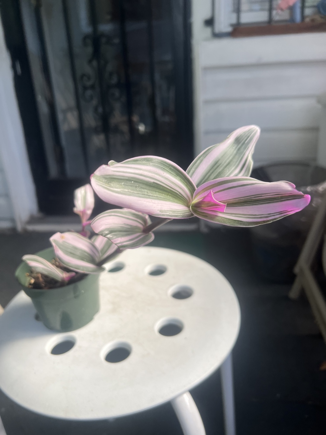 Tradescantia Nanouk Plant - photo 4
