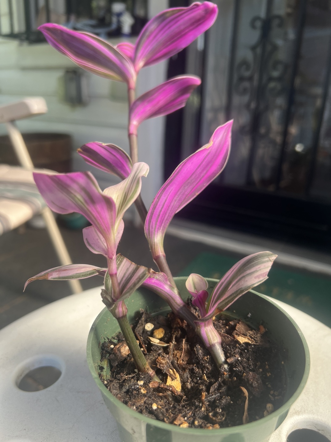 Tradescantia Nanouk Plant - photo 2