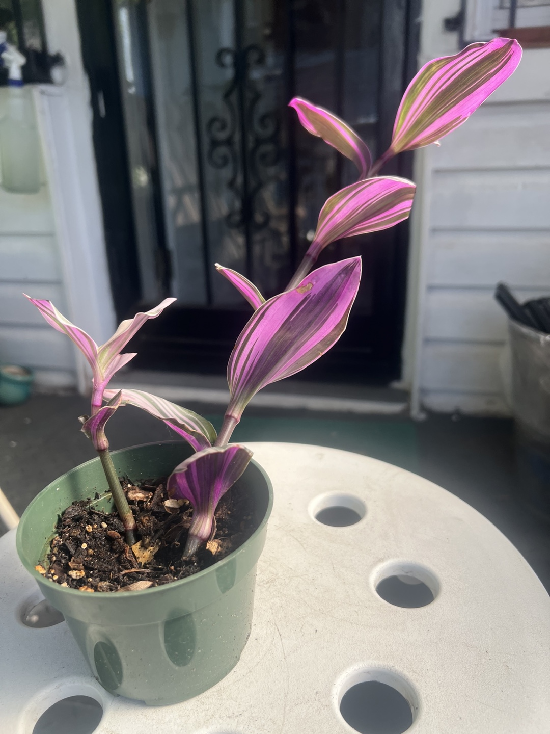Tradescantia Nanouk Plant - photo 3