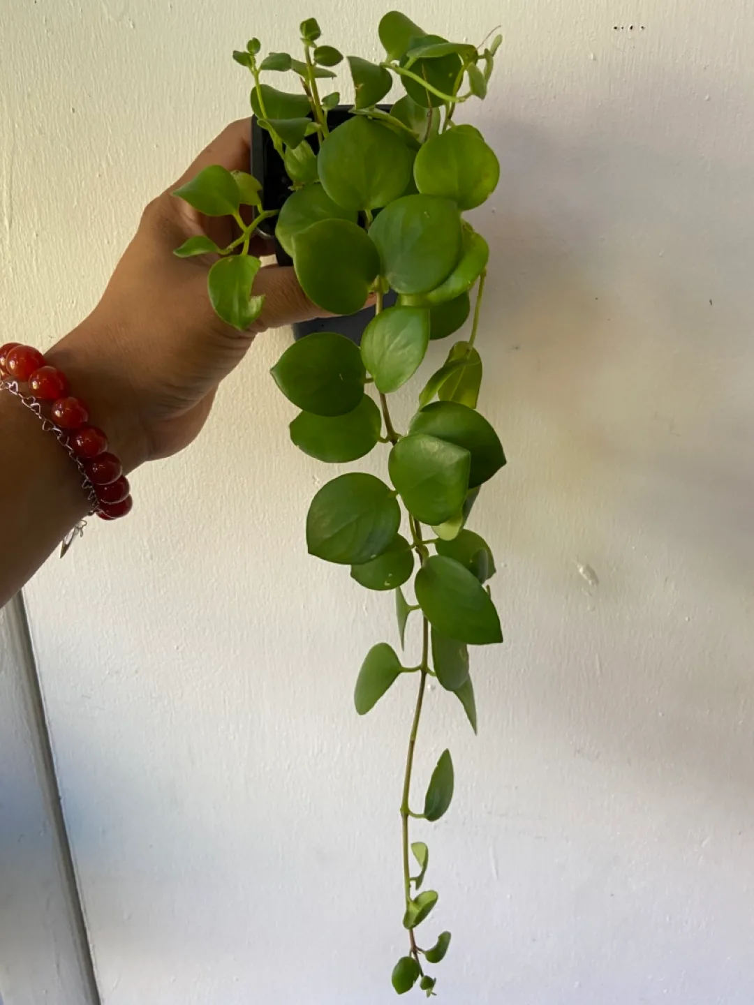 Monalisa lipstick plant thumbnail