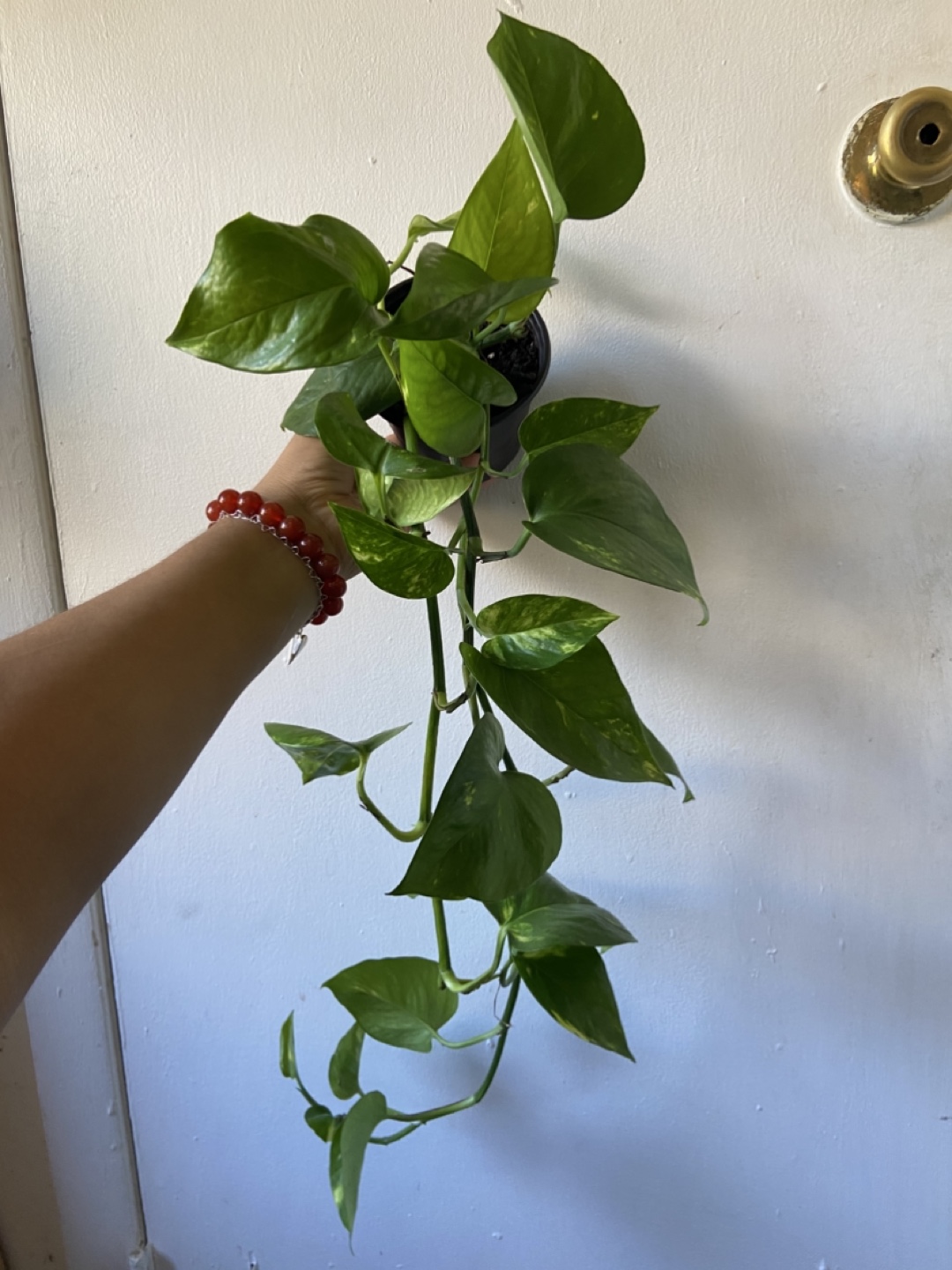 Golden Pothos