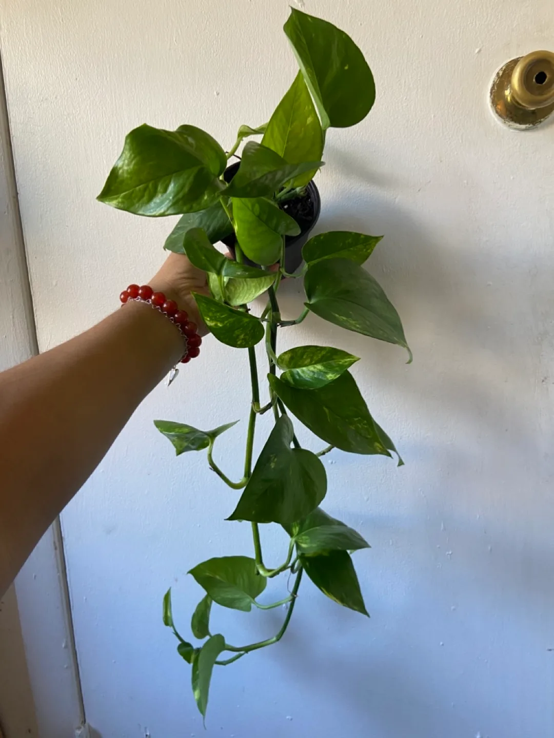 Golden Pothos thumbnail