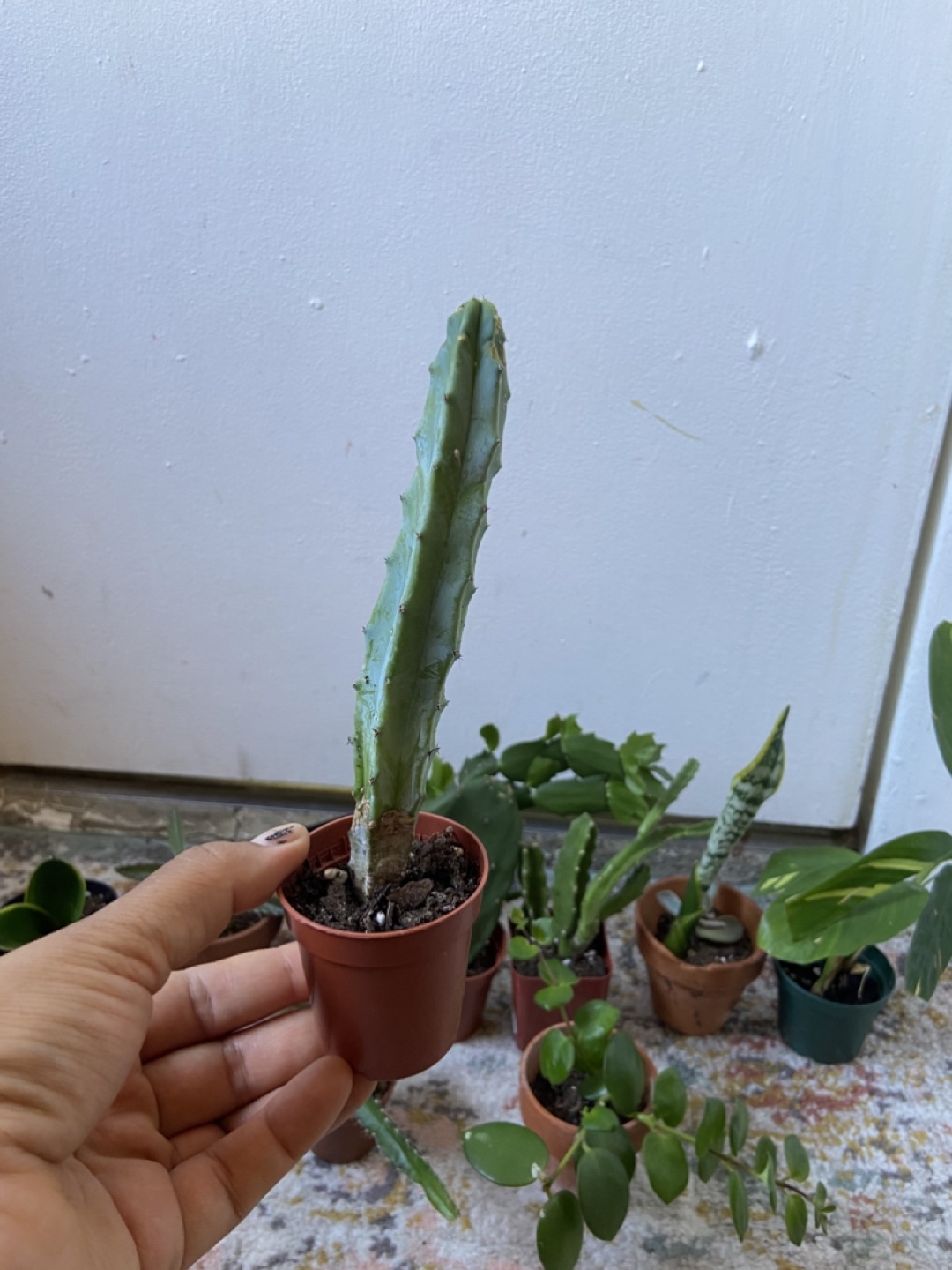 Starter plant bundle(10 small plants) - photo 4