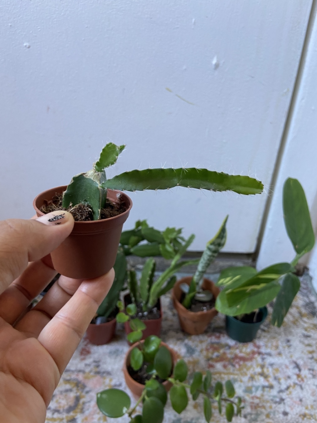 Starter plant bundle(10 small plants) - photo 3