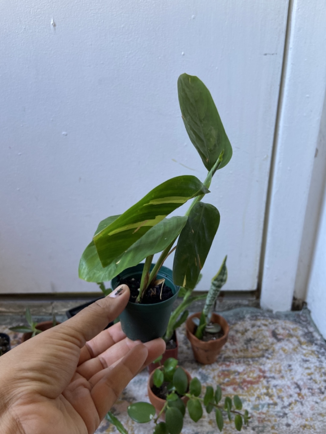 Starter plant bundle(10 small plants) - photo 5