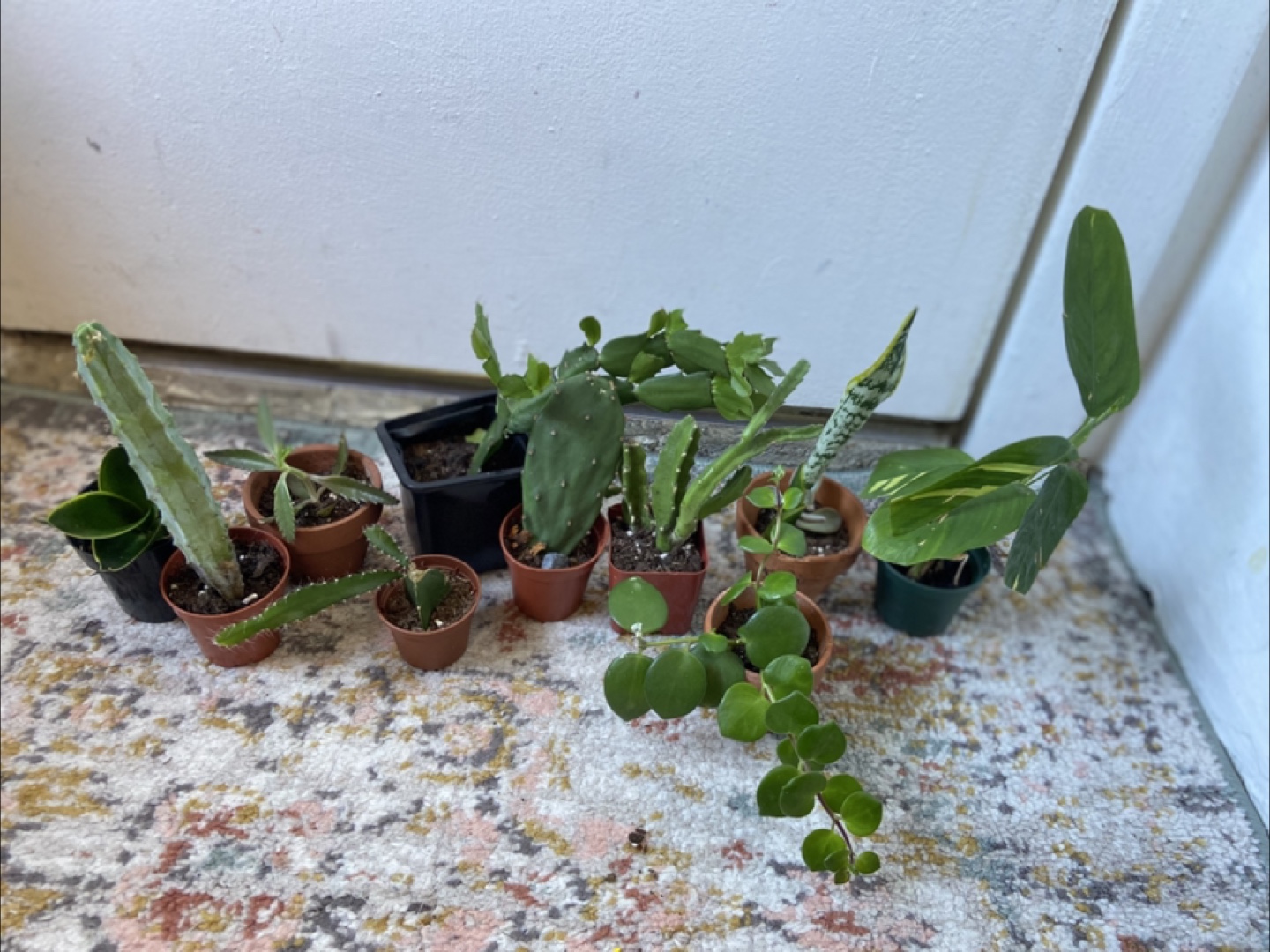 Starter plant bundle(10 small plants)