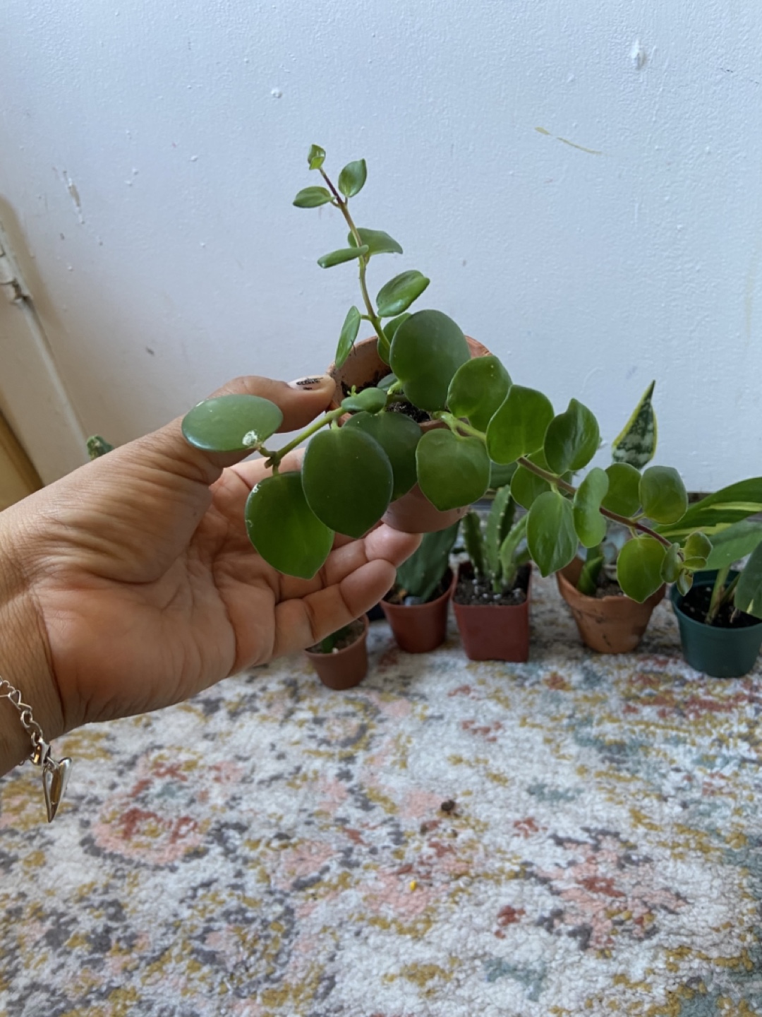Starter plant bundle(10 small plants) - photo 2