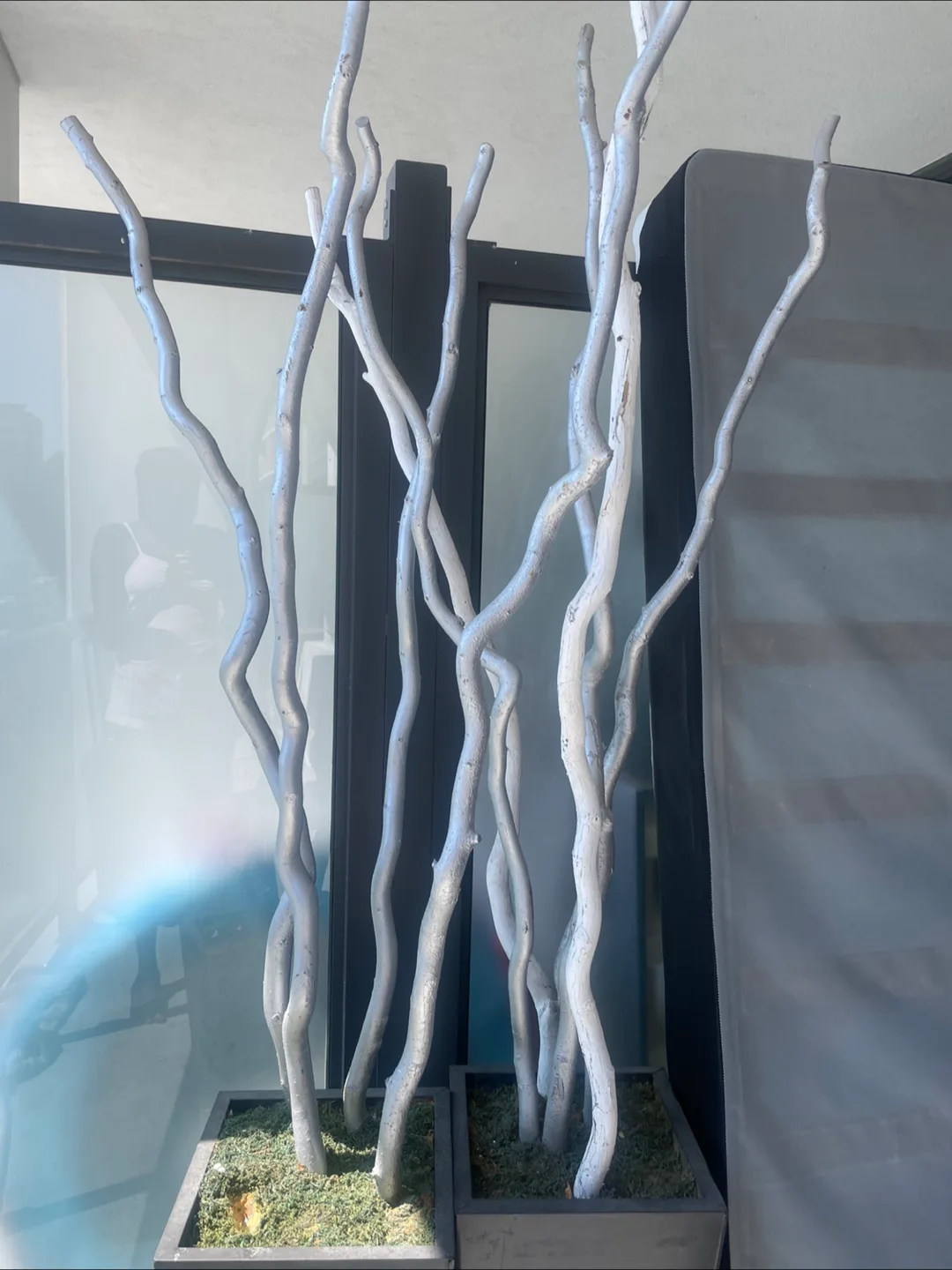 Decorative Silver Birch Branches in Planters thumbnail