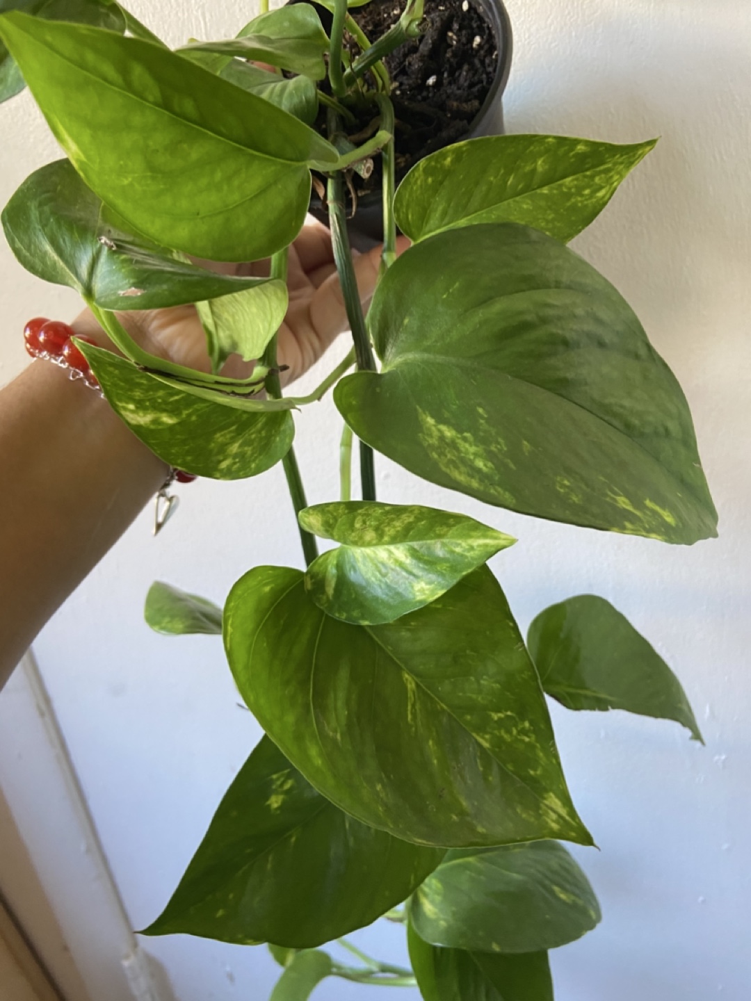 Golden Pothos - photo 3