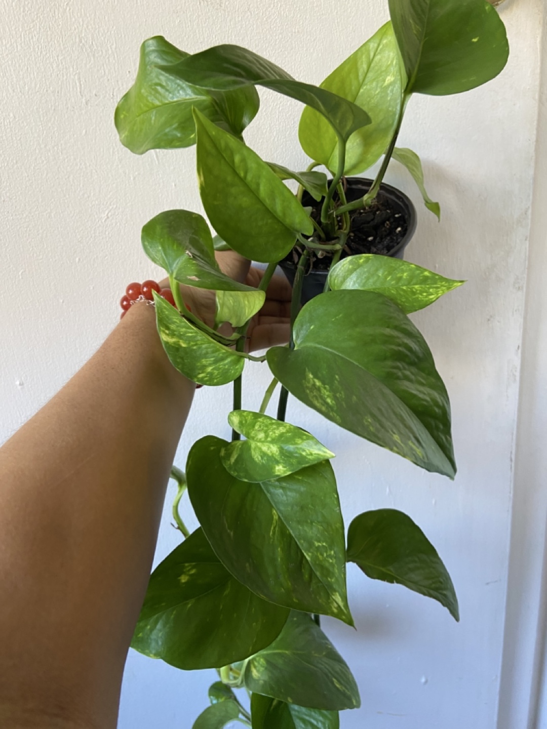 Golden Pothos - photo 2