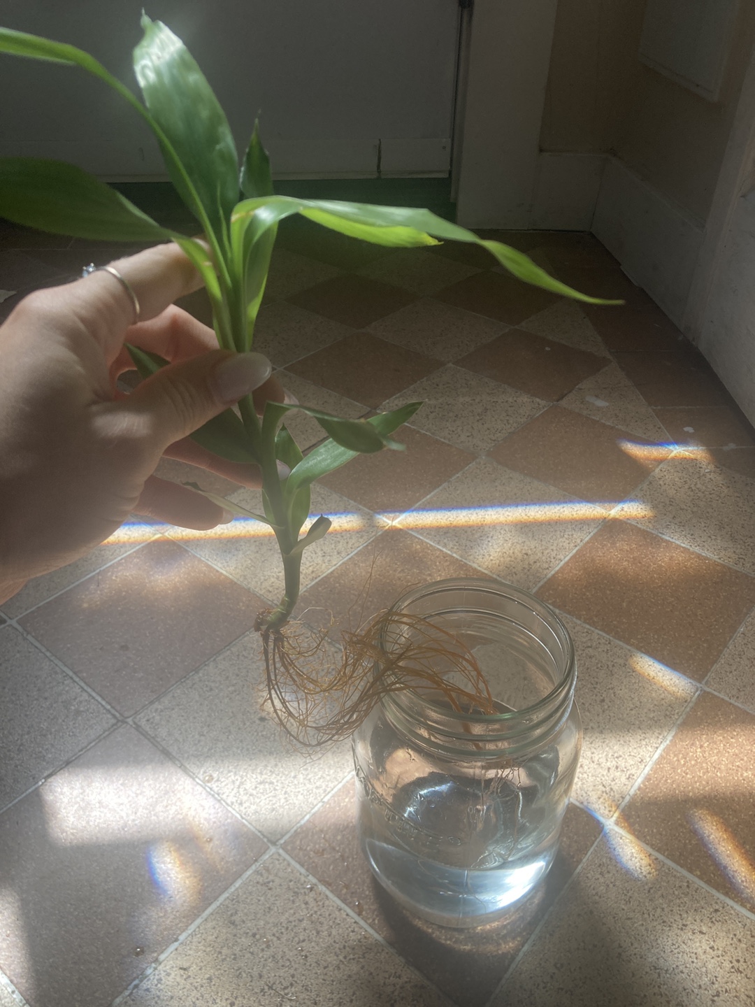 Lucky Bamboo Plant - photo 2