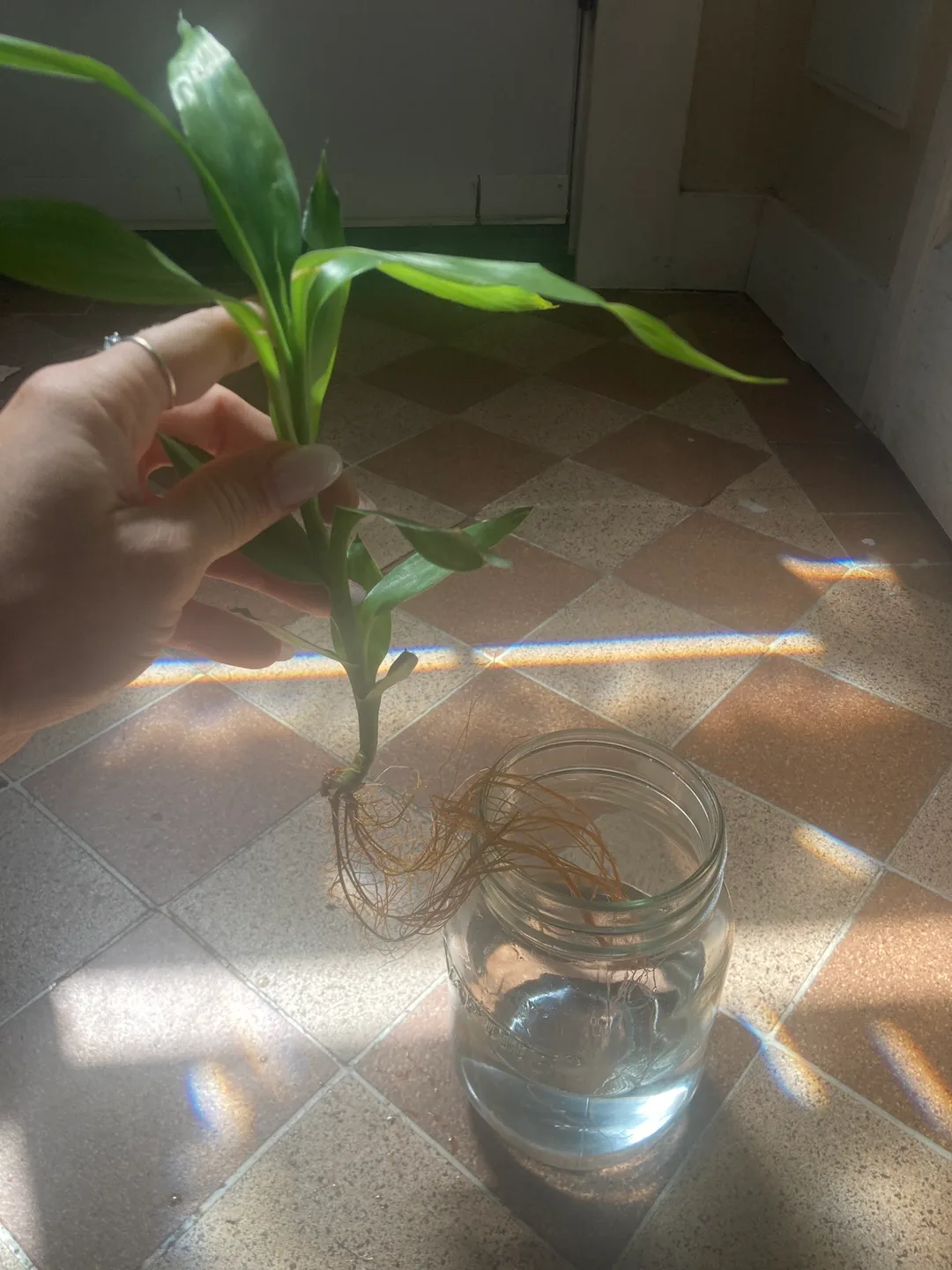 Lucky Bamboo Plant image indicator(2)