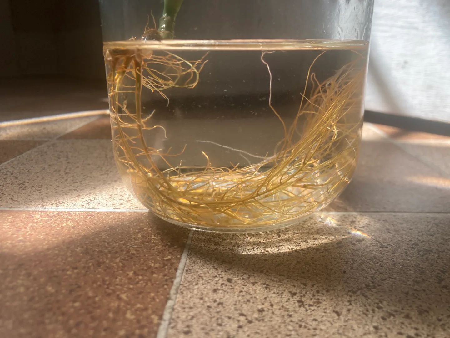 Lucky Bamboo Plant image indicator(3)