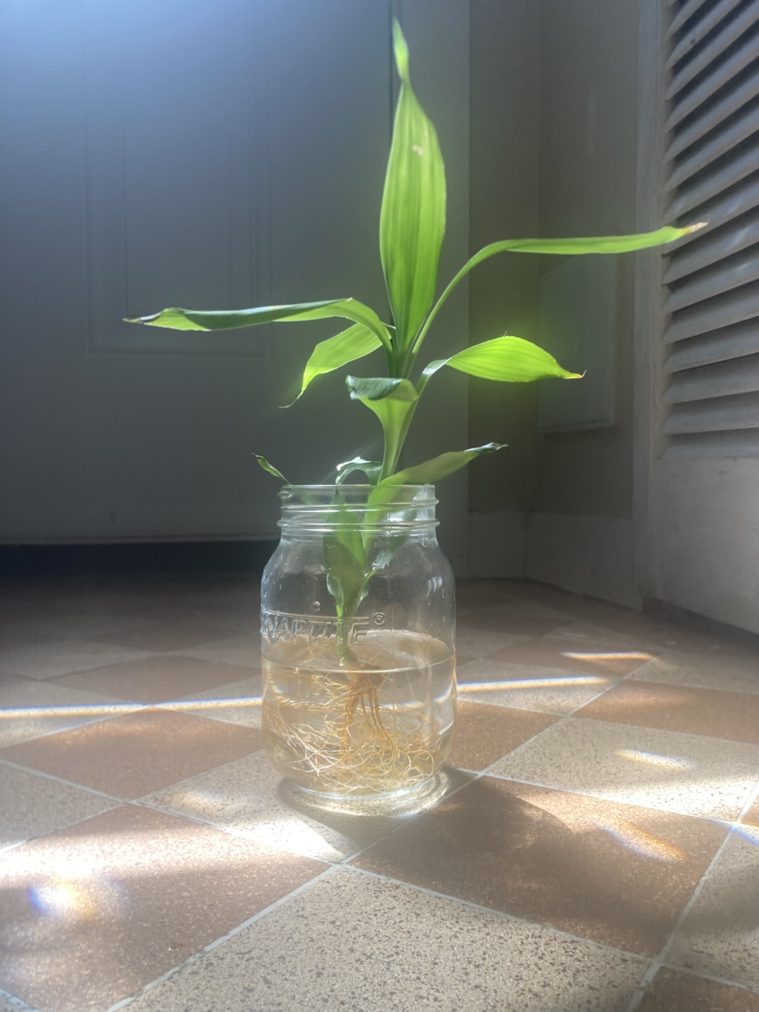 Lucky Bamboo Plant