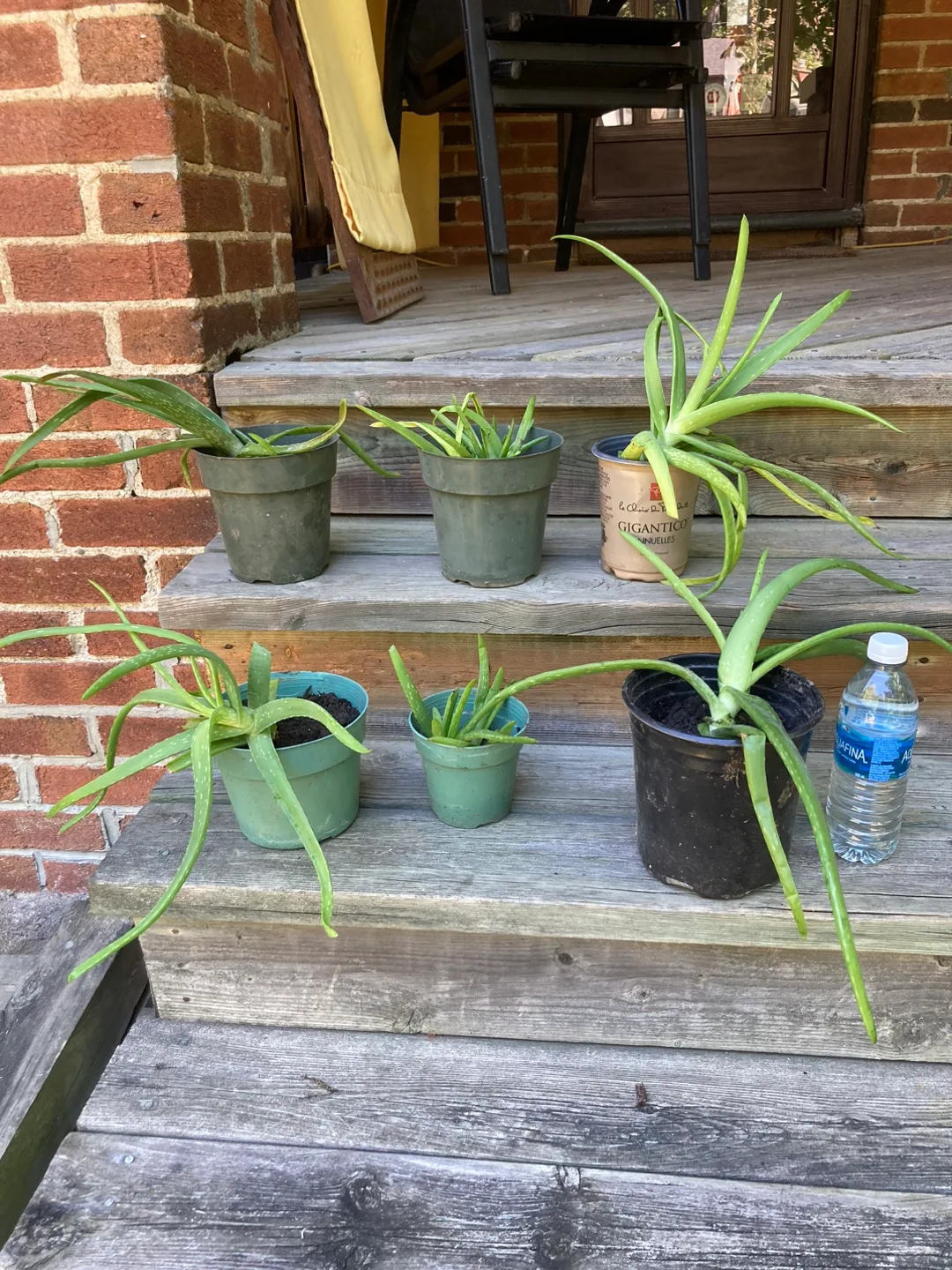Aloe Vera Plants thumbnail