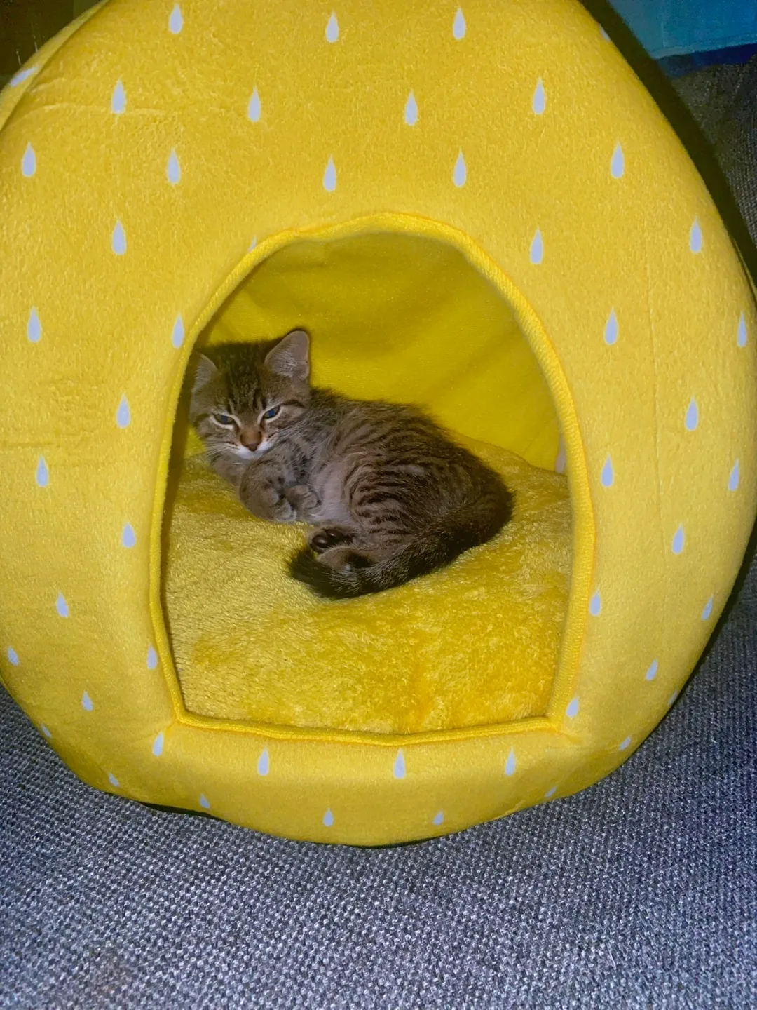Yellow Cat Cave Bed thumbnail