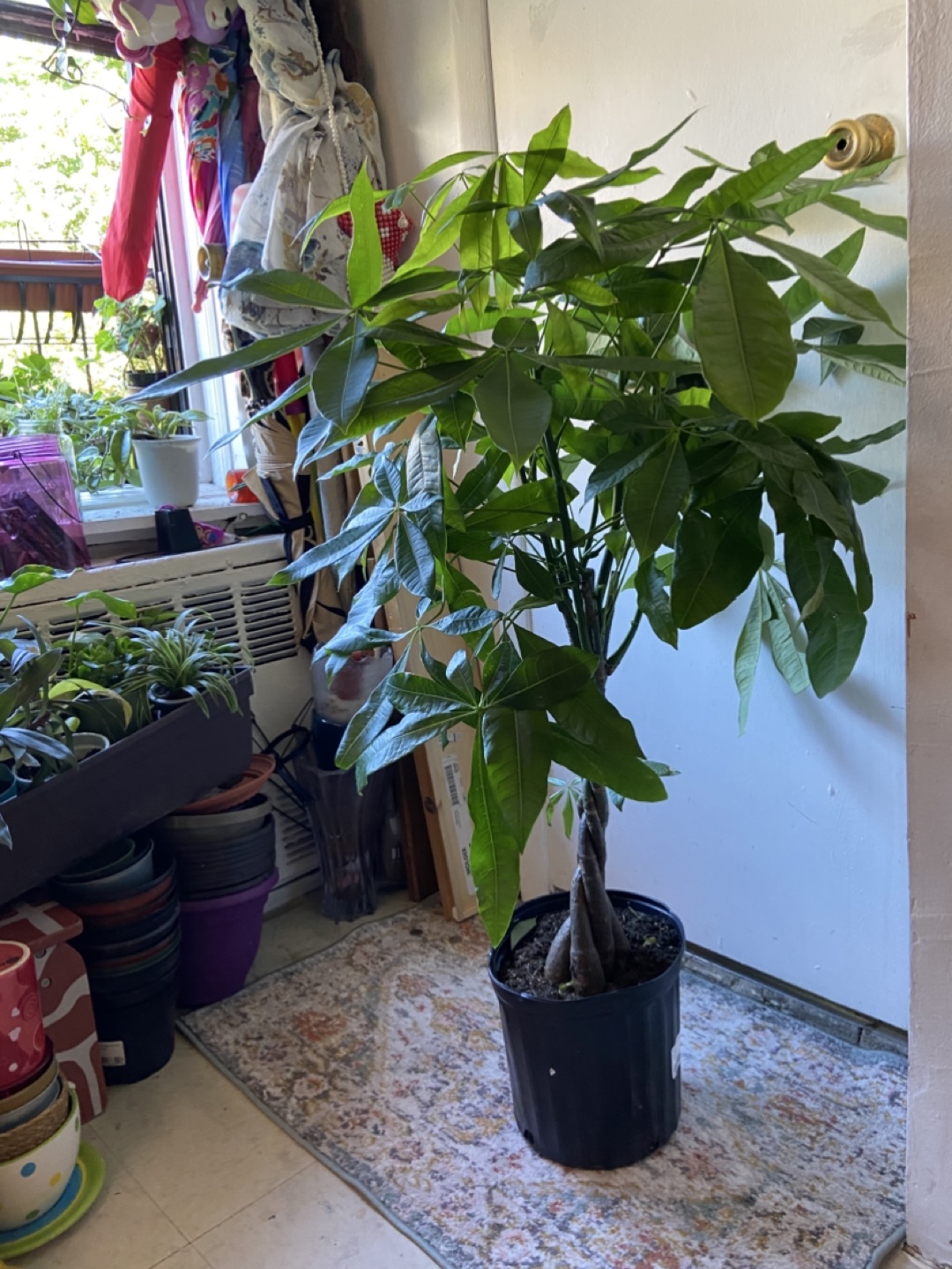 Money Tree “10 inch pot” - photo 5