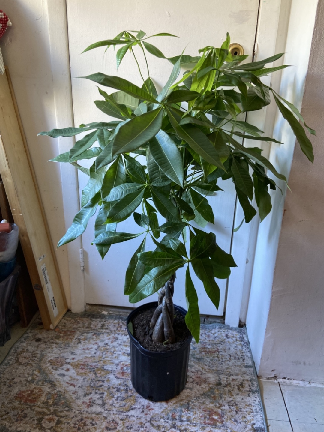 Money Tree “10 inch pot”