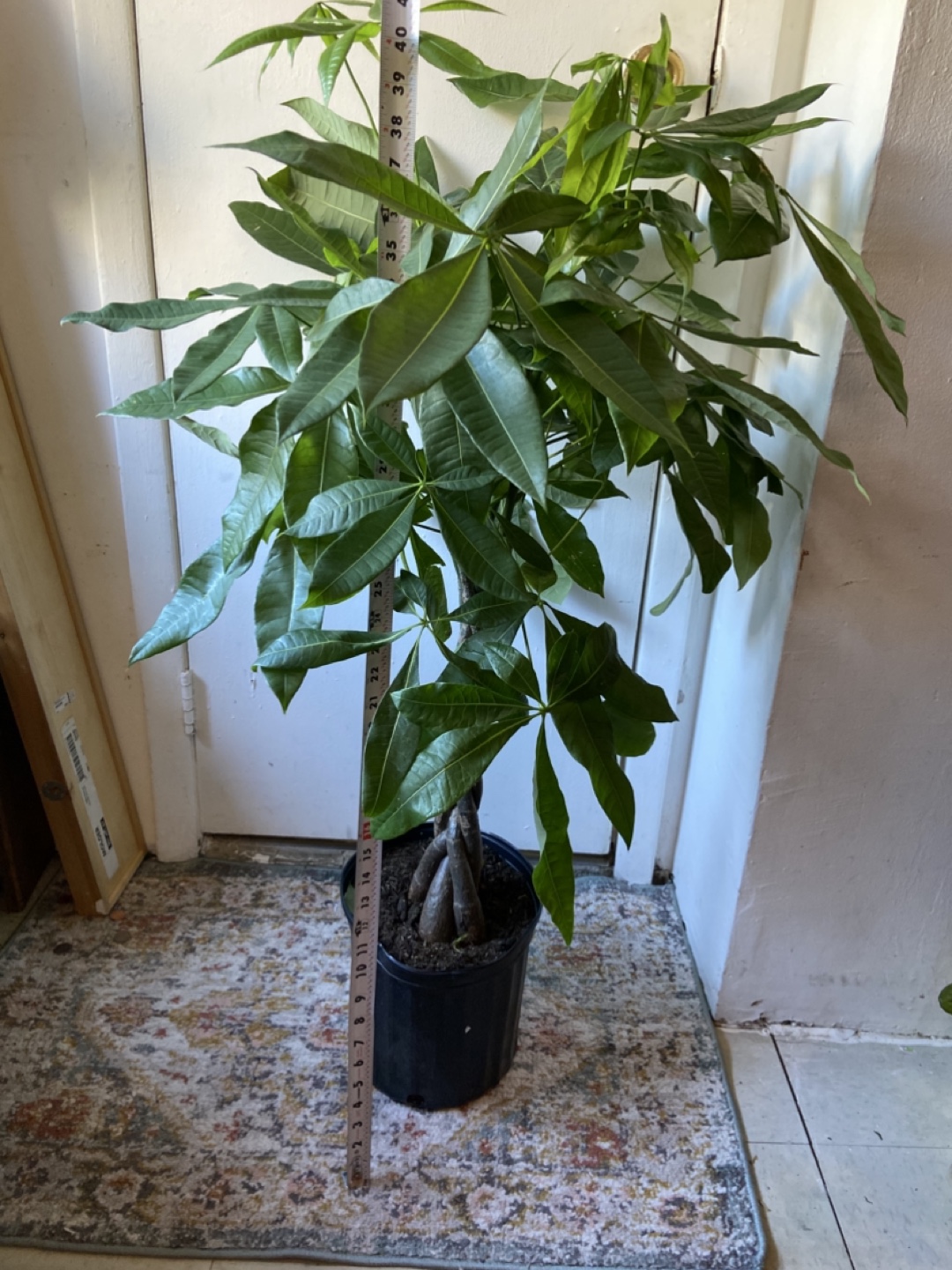 Money Tree “10 inch pot” - photo 2