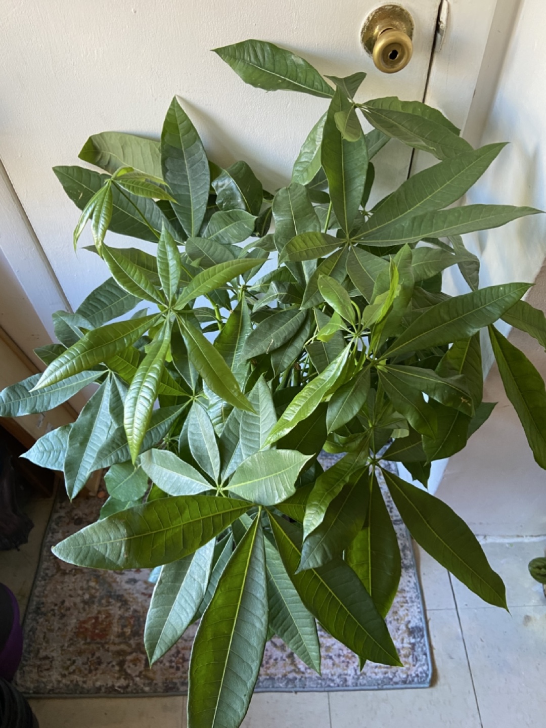 Money Tree “10 inch pot” - photo 4
