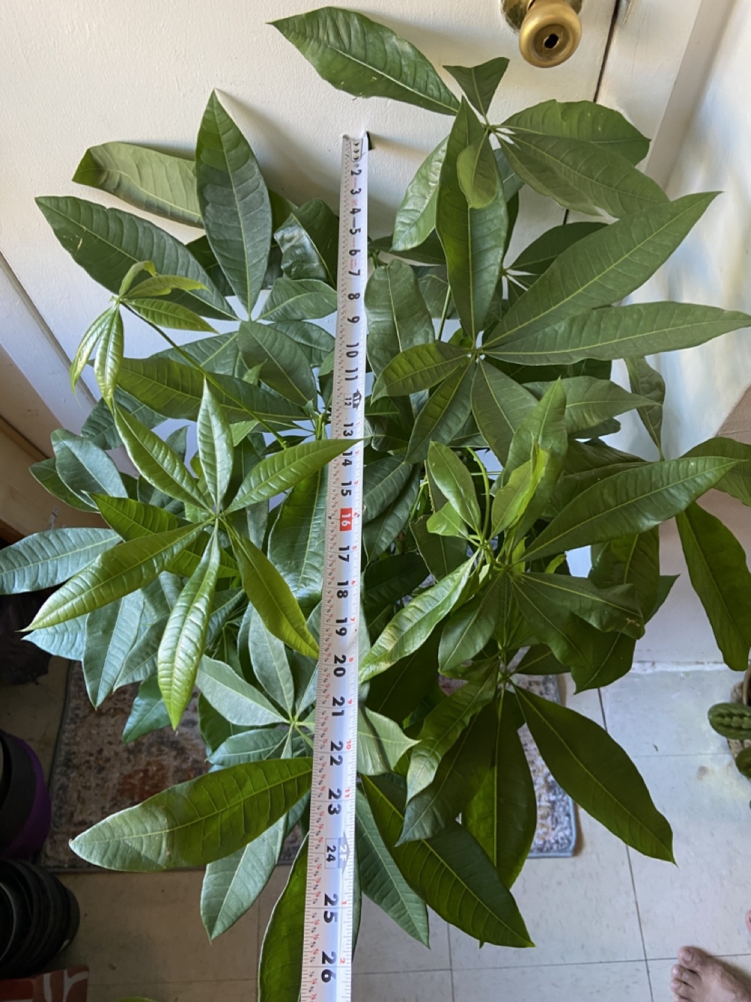Money Tree “10 inch pot” - photo 3