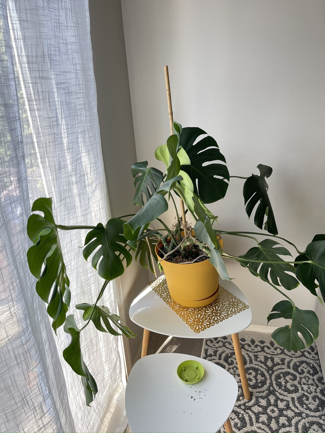 Monstera Plant in Yellow Pot - photo 2