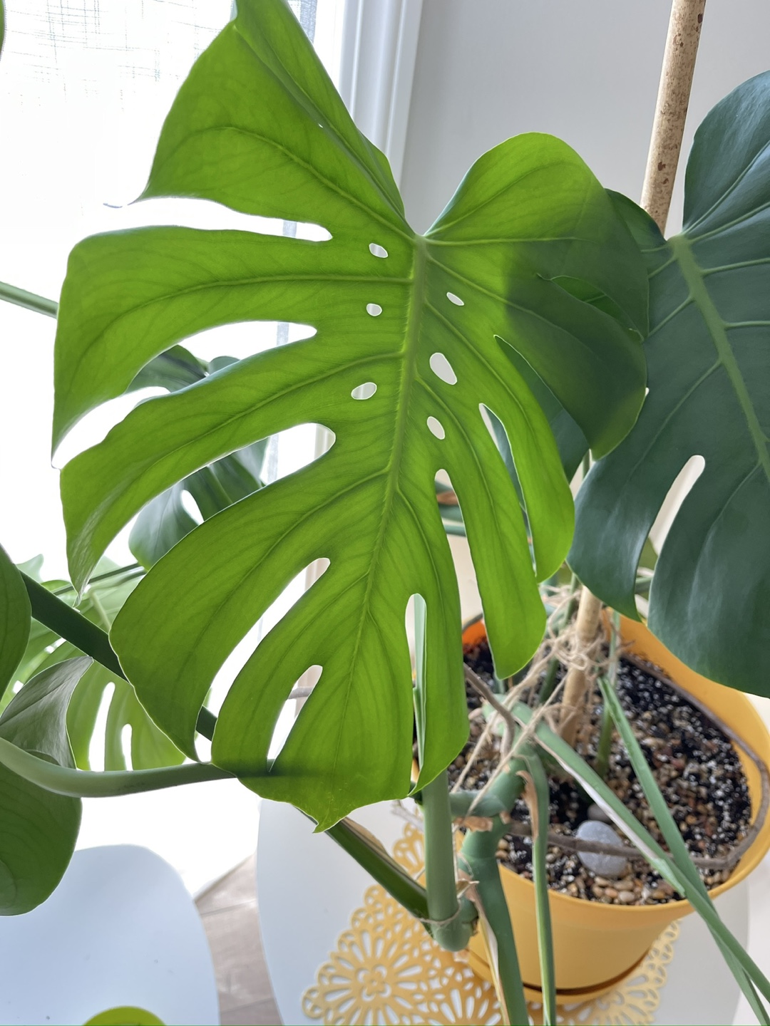 Monstera Plant in Yellow Pot - photo 5