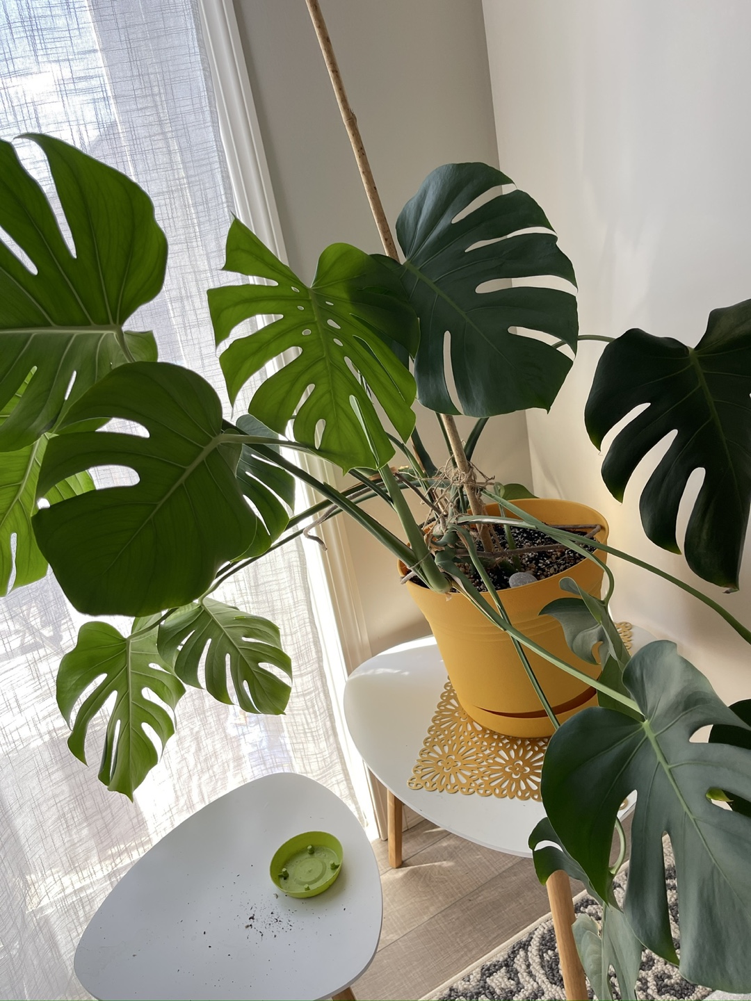 Monstera Plant in Yellow Pot