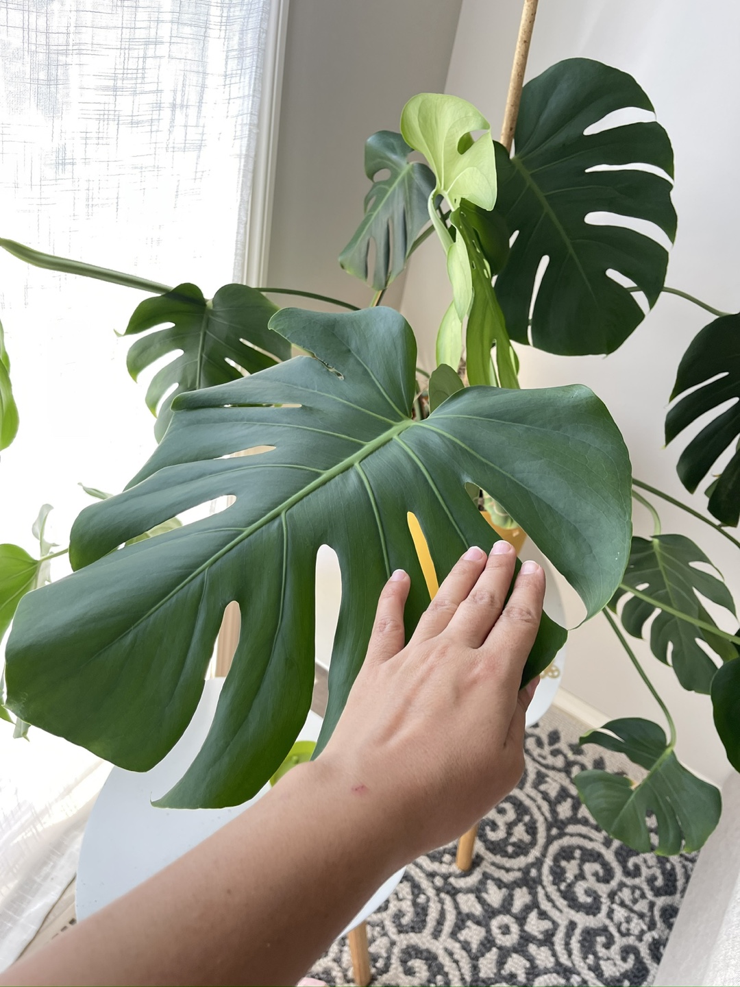 Monstera Plant in Yellow Pot - photo 4