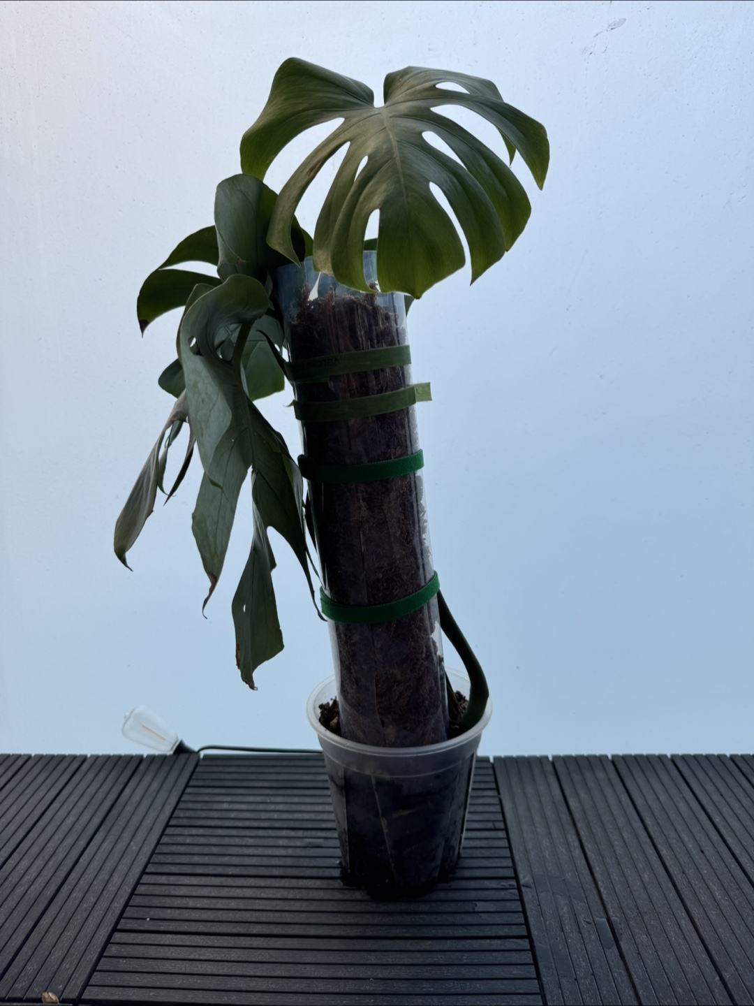 Healthy Monstera Plant with 4 fenestrated leaves - photo 4