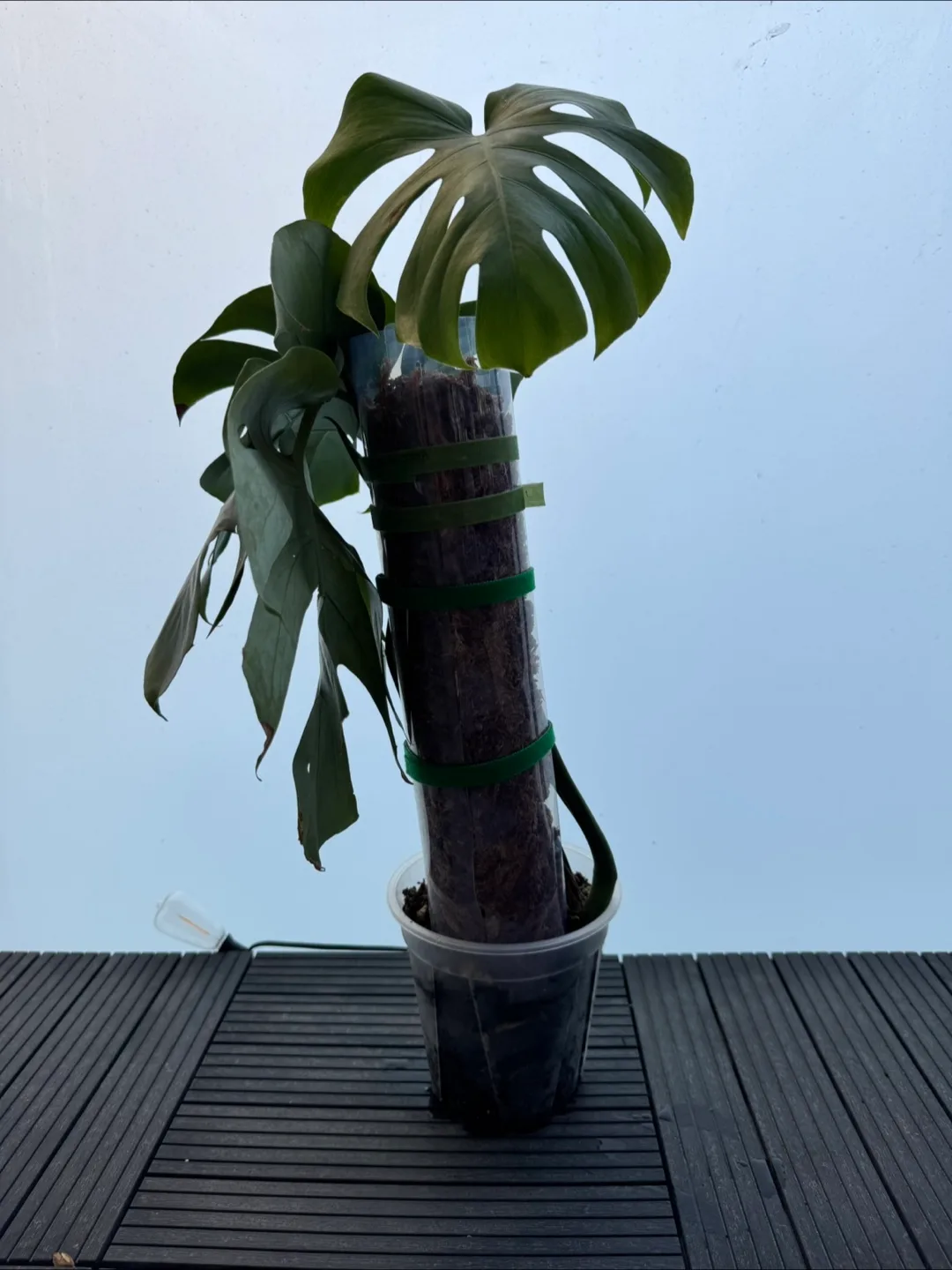 Healthy Monstera Plant with 4 fenestrated leaves image indicator(4)