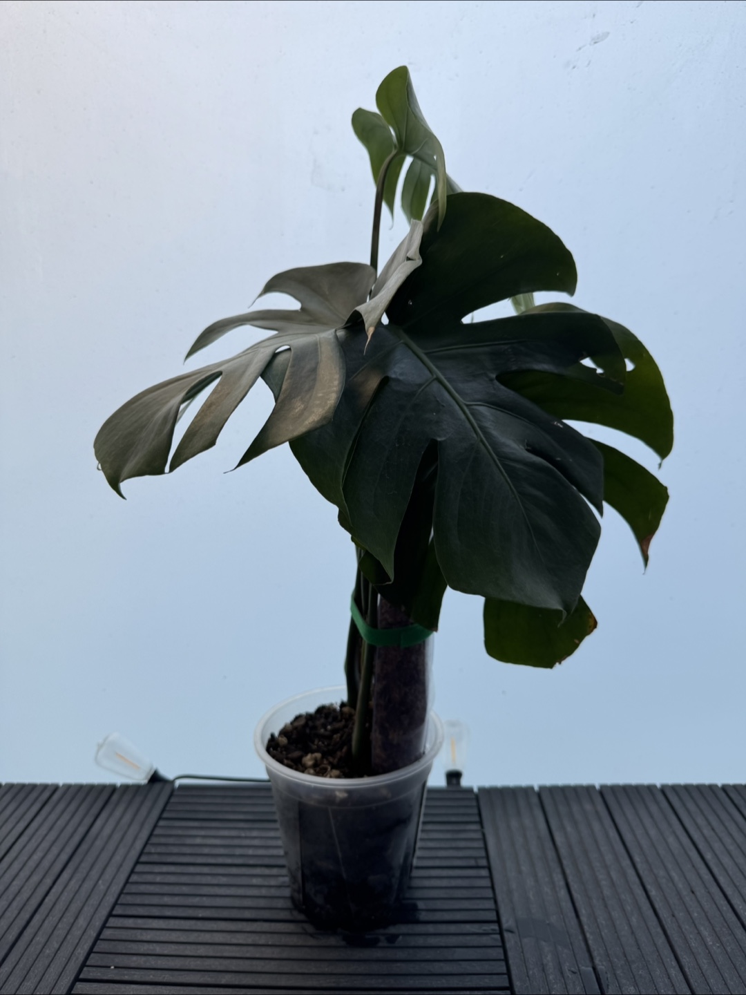 Healthy Monstera Plant with 4 fenestrated leaves - photo 3